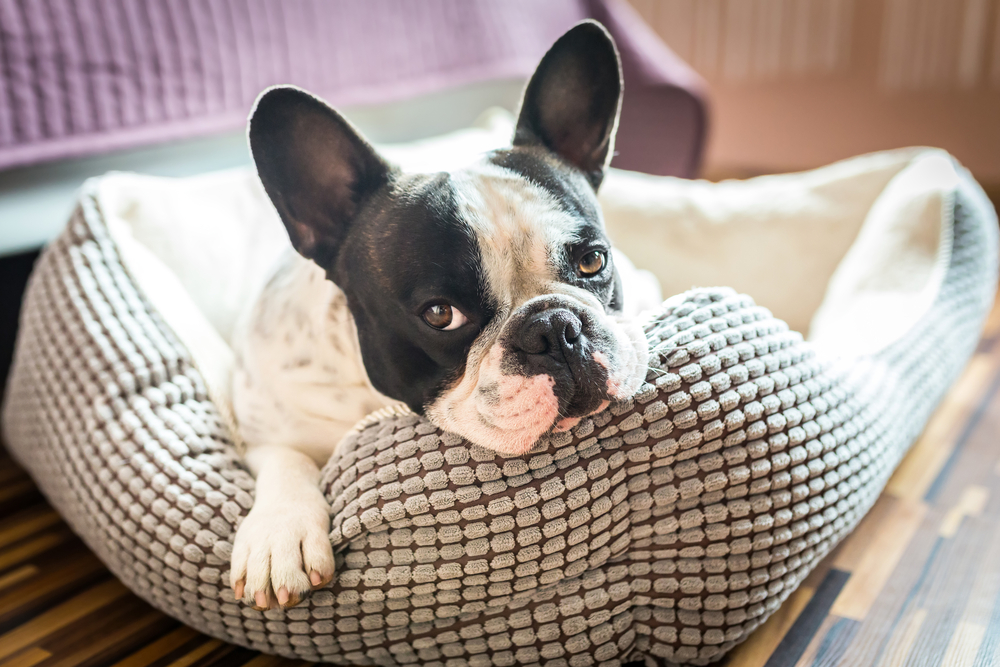 Chó suy nhược, bụng phình to, ấn vào cảm giác cứng chặt là một trong các dấu hiệu chó bị nhiễm giun
