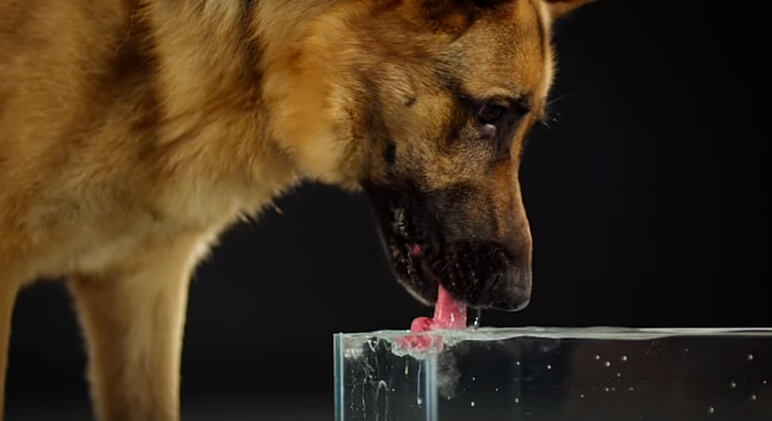 Phân lỏng khiến chó dễ rơi vào tình trạng mất nước