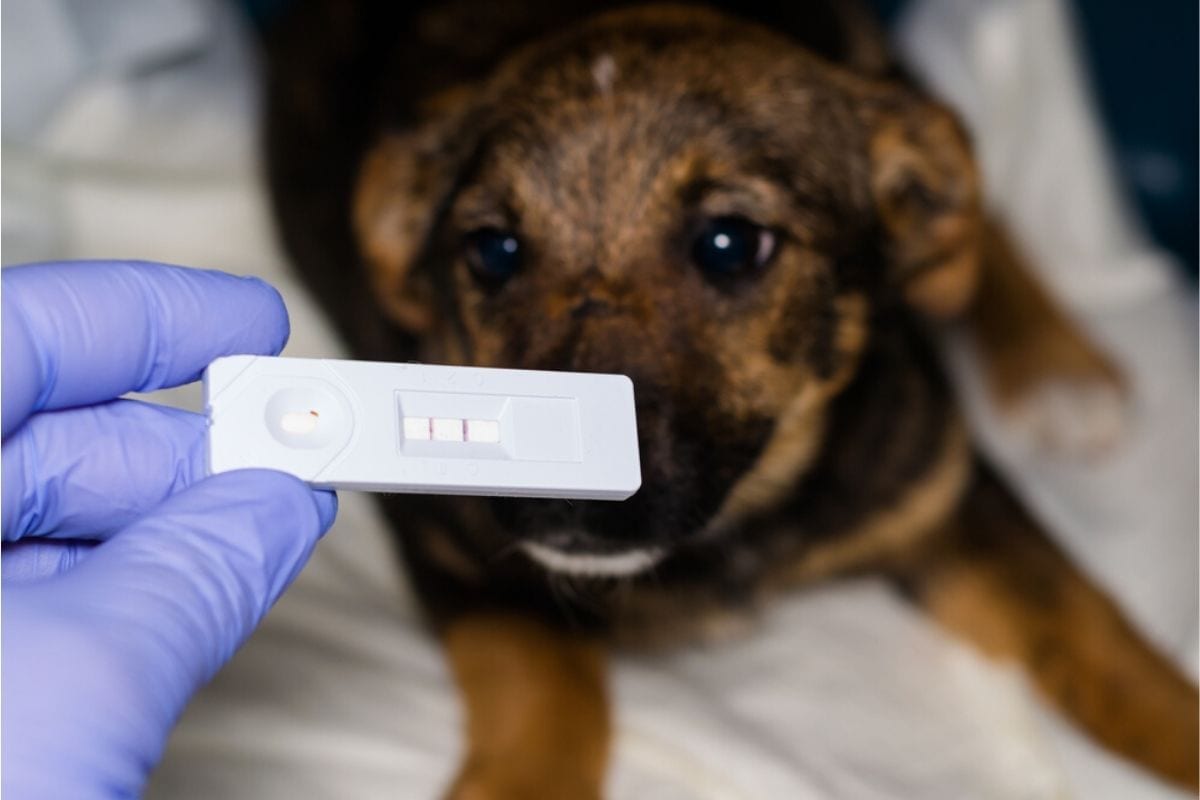Hướng dẫn cách dùng que test bệnh parvo ở chó chi tiết từng bước