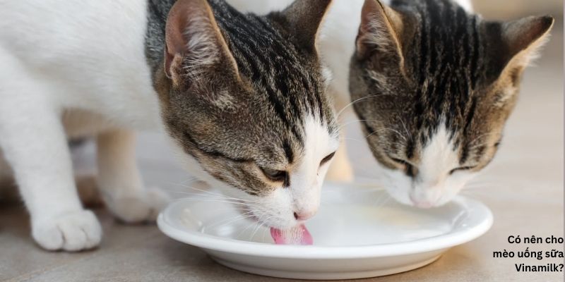 Có nên cho mèo uống sữa Vinamilk?