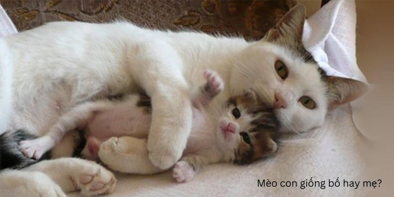 Mèo con giống bố hay mẹ?