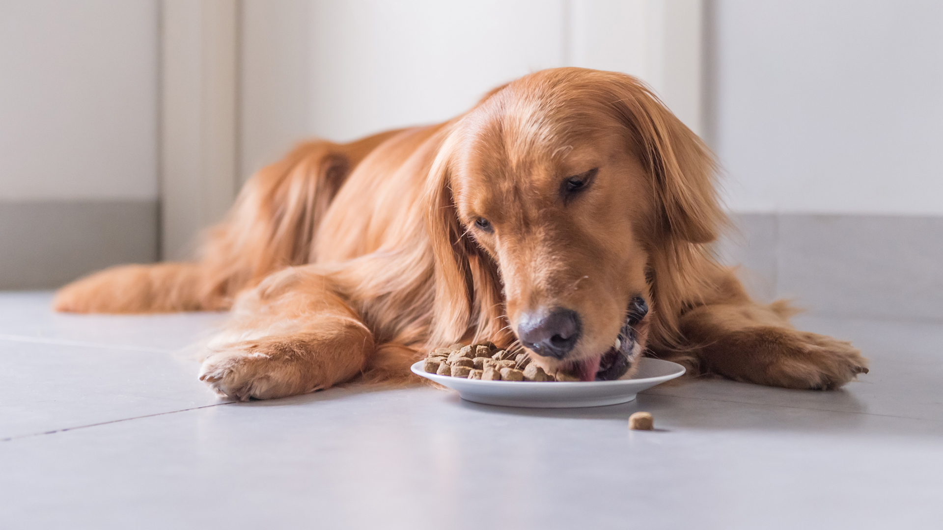 Áp dụng chế độ ăn phù hợp giúp chó hồi phục nhanh chóng hơn