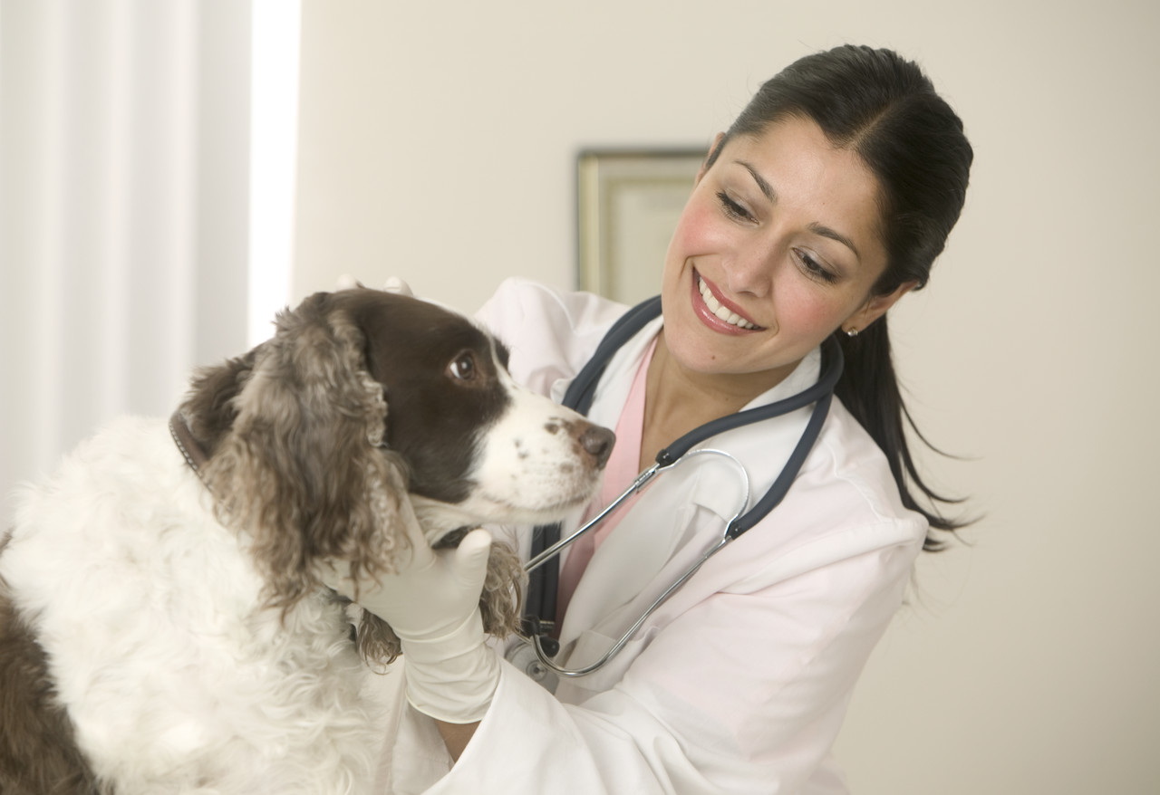 Cần đưa chó đến cơ sở y tế thú y sớm để điều trị 
