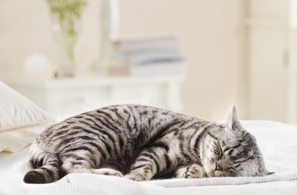 Mèo bị sốt và tiêu chảy thường mệt mỏi và lười vận động