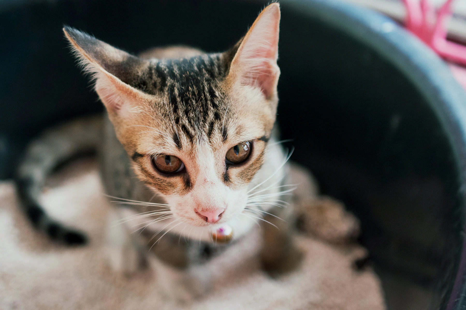 Phát hiện sớm triệu chứng là một trong những cách hữu hiệu nhất để chữa trị bệnh tiêu chảy ở mèo 