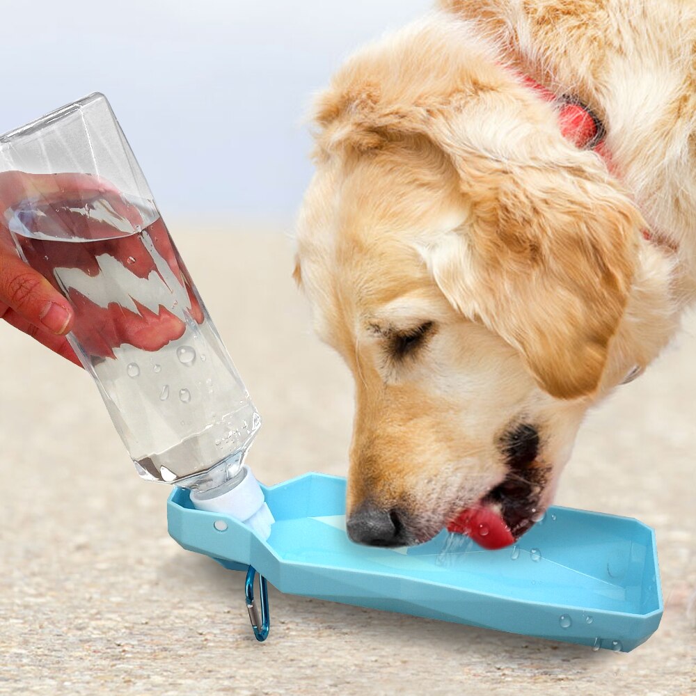 Không được để chó con mất nước trong quá trình điều trị