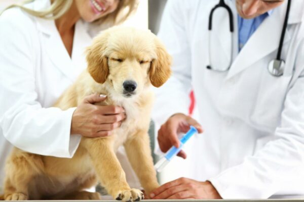 Đưa chó đến bác sĩ thú y để được sớm điều trị