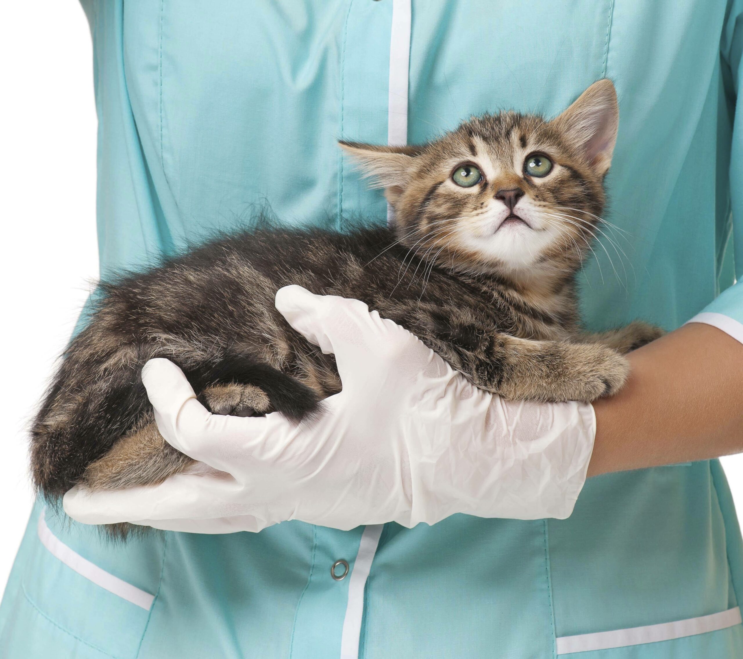 Mèo bị bệnh bạch cầu dễ mắc các bệnh nhiễm trùng 