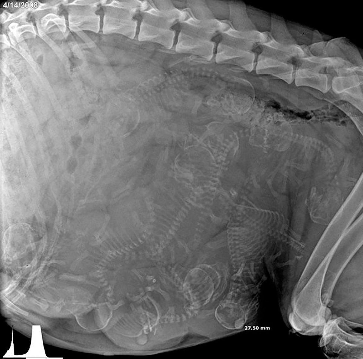 X-quang giúp dự đoán số thai, dự đoán khả năng sinh của thú cưng