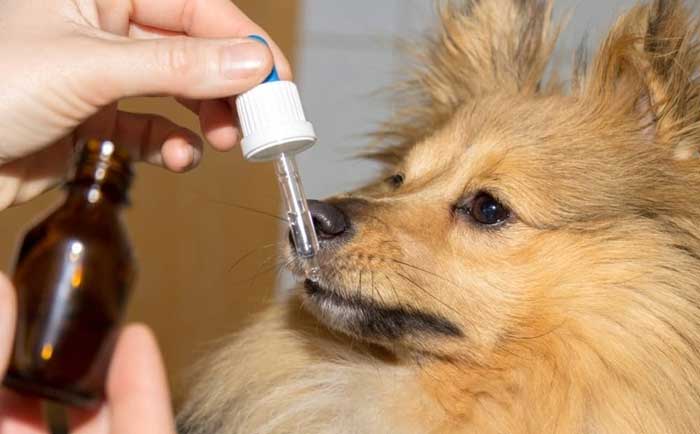 Tylocin và Colistin có thể điều trị tạm thời parvo ở chó