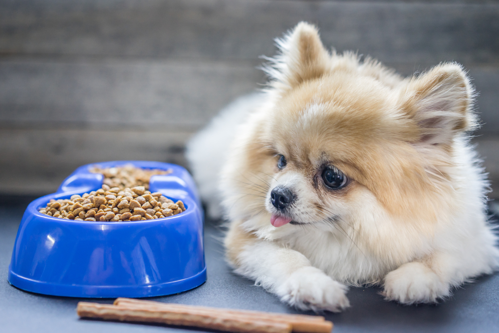 Chó phốc khá kén ăn nên ăn uống là một trong những nguyên nhân phổ biến nhất dẫn đến tình trạng đi ngoài ở chó phốc