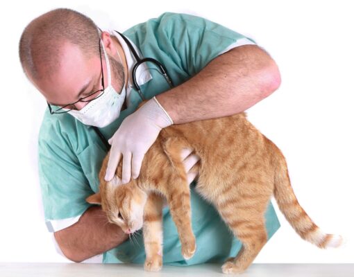 Mèo bị tiêu chảy sùi bọt mép là dấu hiệu của nhiều bệnh lý nguy hiểm