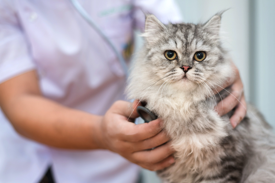 Làm theo hướng dẫn của bác sĩ để chăm sóc, hỗ trợ mèo nhiễm bệnh