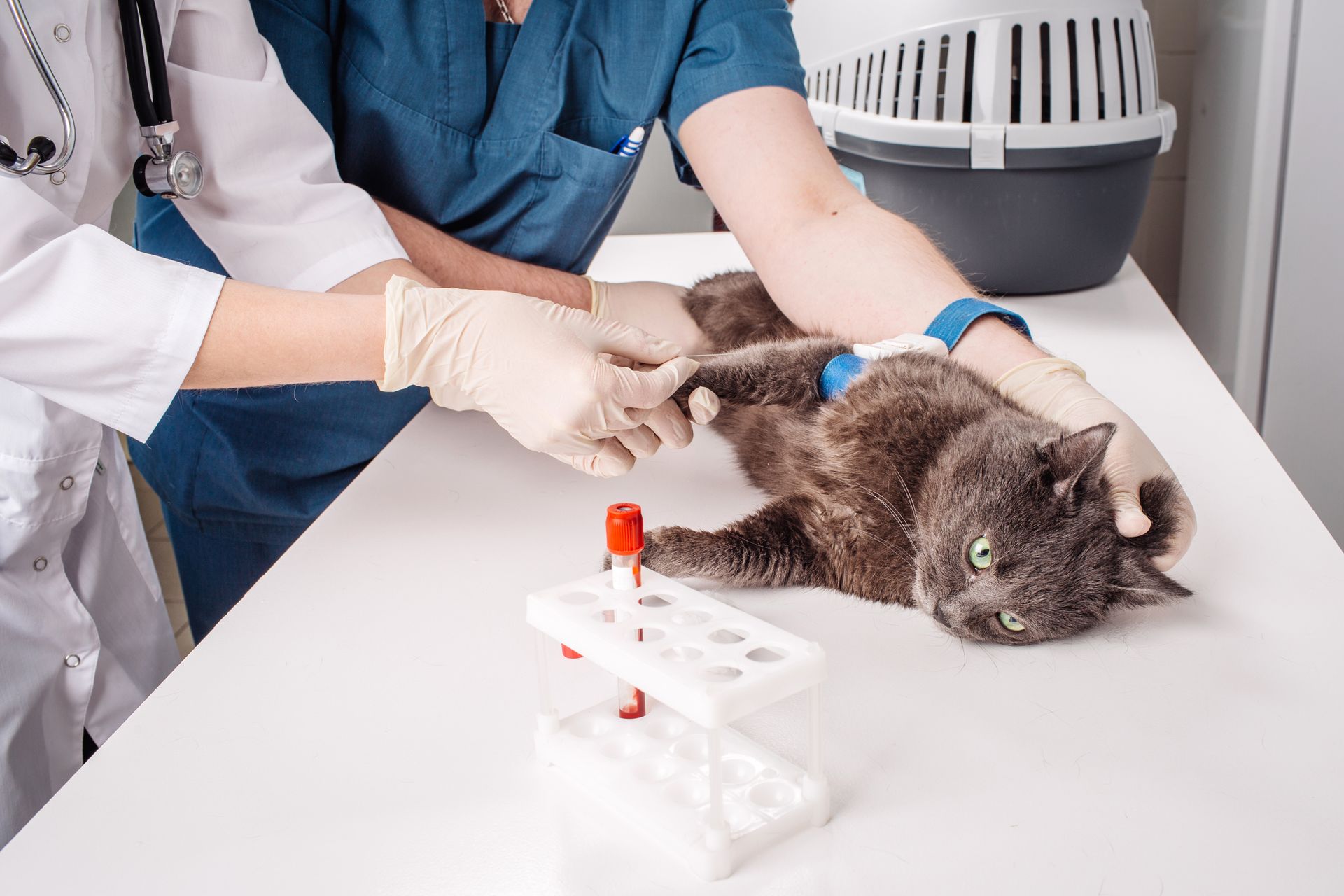 Test bạch cầu cho mèo rất quan trọng để phát hiện sớm căn bệnh