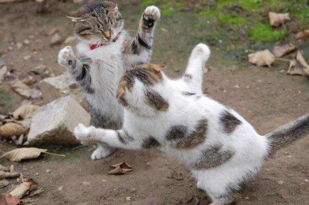 Mèo cắn lẫn nhau dễ lây nhiễm bệnh bạch cầu