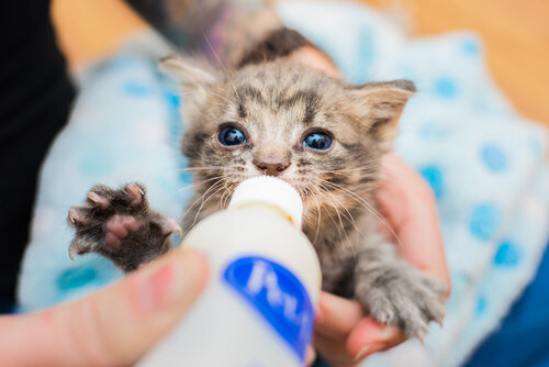Hãy hỏi bác sĩ thú y về việc cung cấp men vi sinh cho mèo con