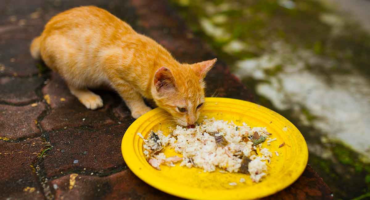 Có nhiều nguyên nhân dẫn đến tình trạng mèo ăn cơm bị tiêu chảy