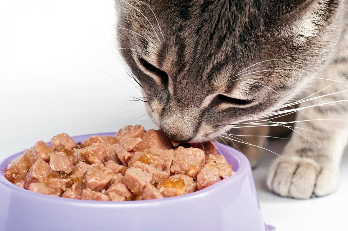 Mèo bị đi ngoài nên ăn gì? Mách bạn cách chăm sóc đúng cách - Lifepet