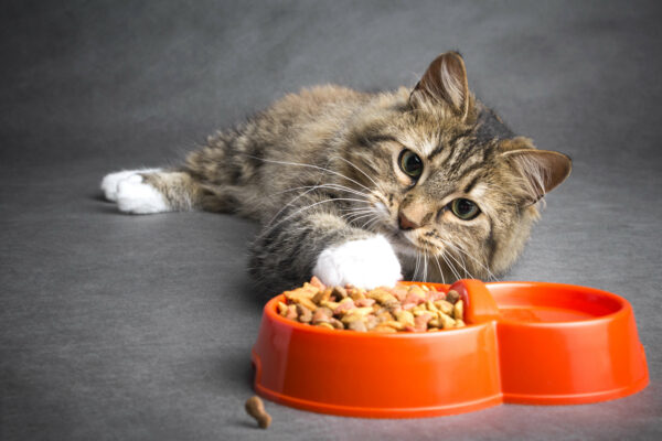 Đi ngoài liên quan đến vấn đề ăn uống là rất phổ biến ở mèo