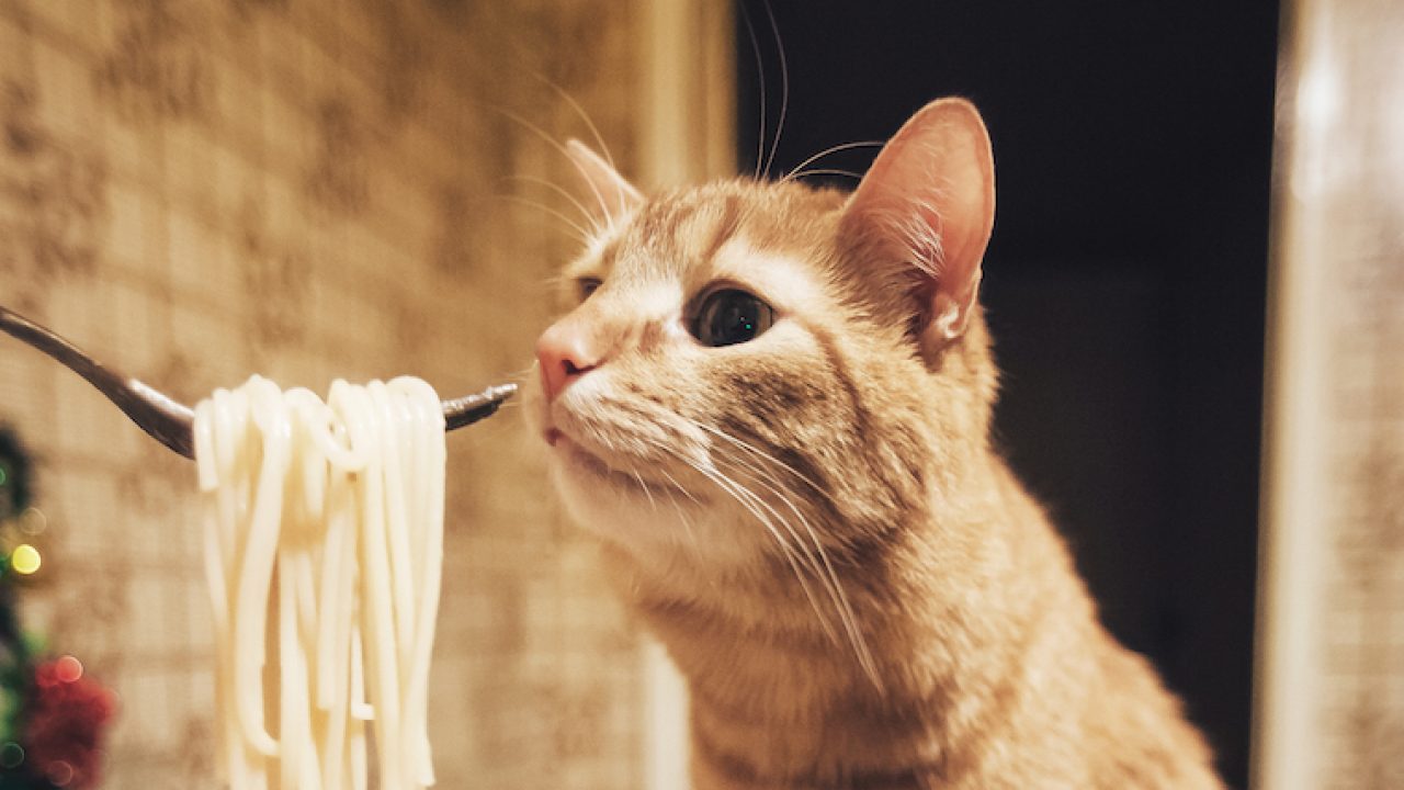 Chế độ ăn không hợp lý dễ dẫn đến tình trạng đi ngoài của mèo