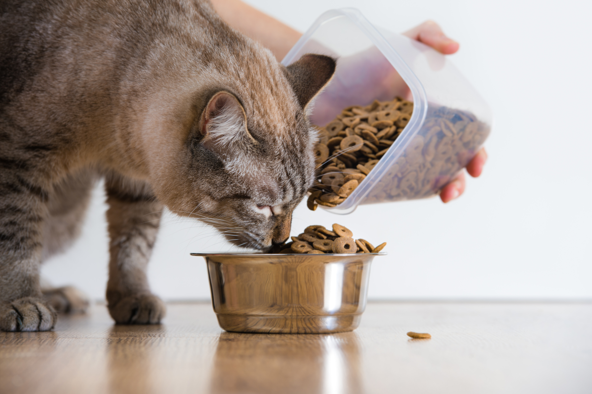Điều cần phải biết khi mèo bị tiêu chảy nhưng vẫn ăn uống bình thường - Lifepet