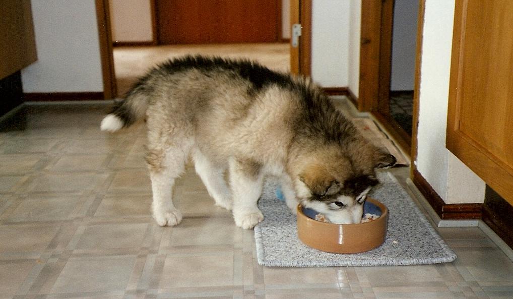 Cách ly và thay đổi chế độ ăn ngay khi chó có dấu hiệu nhiễm bệnh Parvo