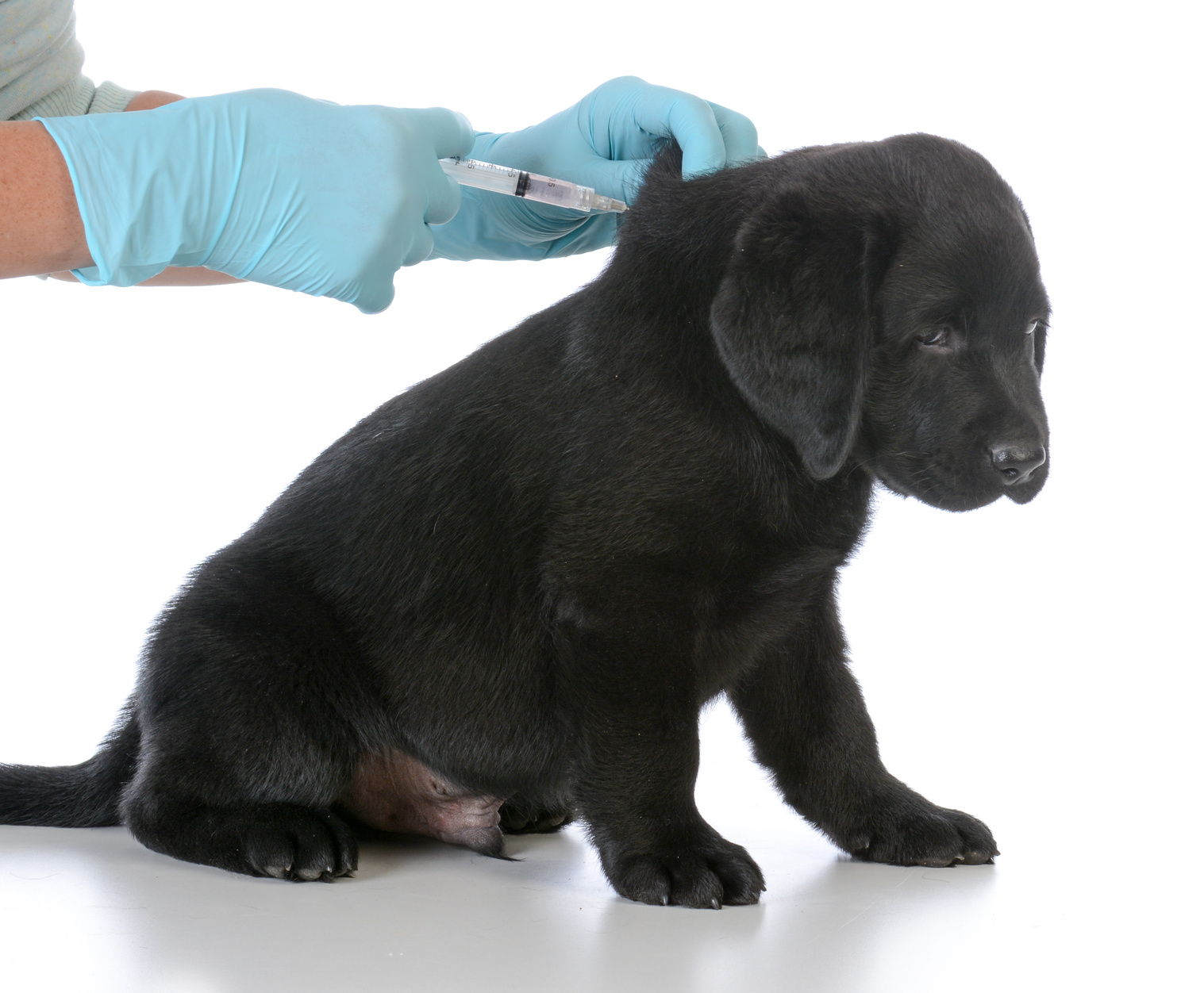 Cách tốt nhất để phòng tránh chó nhiễm bệnh parvo là tiêm phòng vacxin đầy đủ