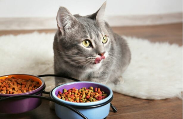 Thức ăn hạt hiện nay rất tiện dụng cho người nuôi mèo, tuy nhiên không tránh khỏi trường hợp ăn hạt bị đi ngoài