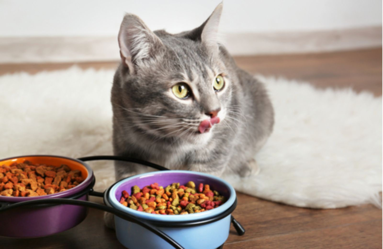 Thức ăn hạt hiện nay rất tiện dụng cho người nuôi mèo, tuy nhiên không tránh khỏi trường hợp ăn hạt bị đi ngoài