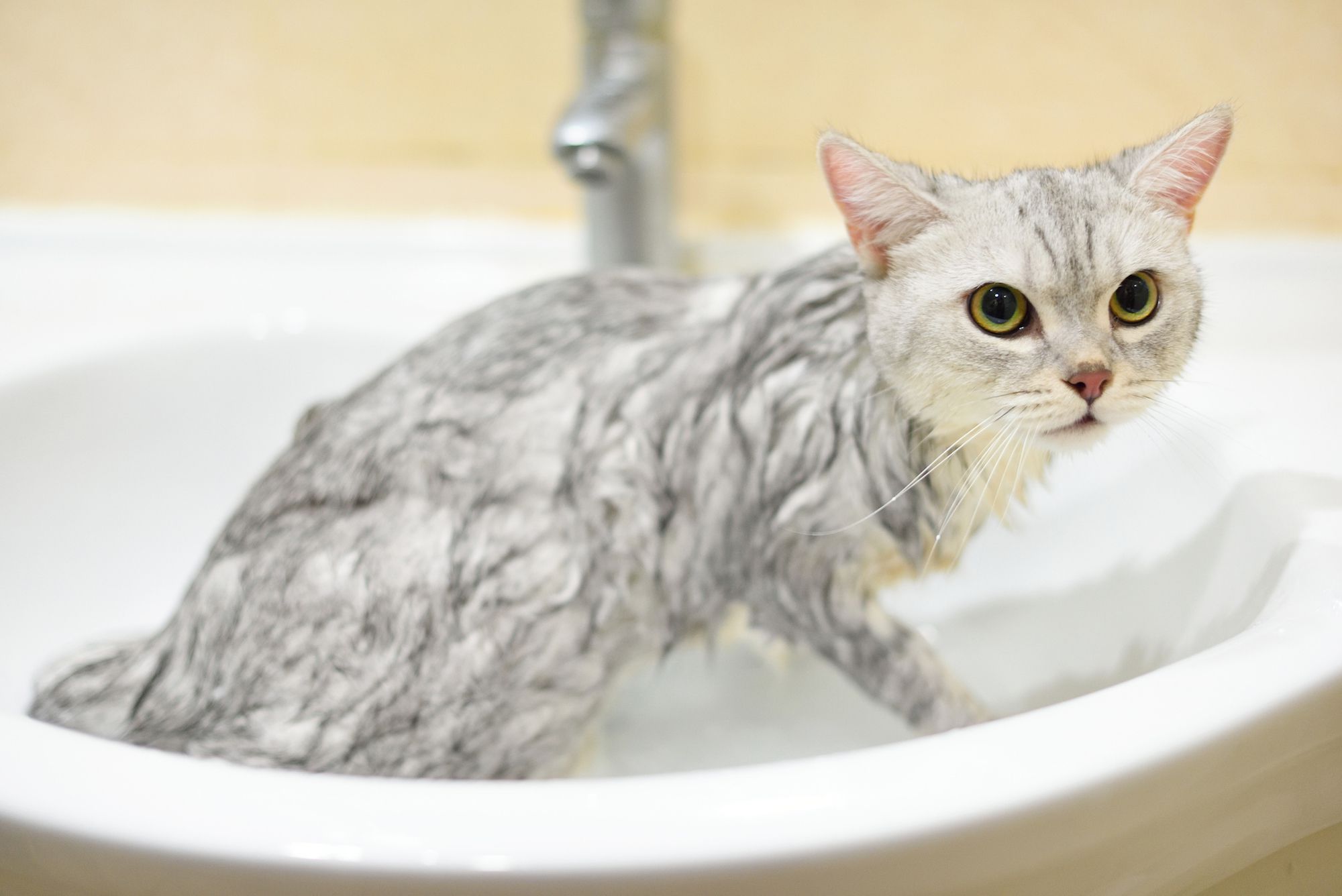 Cần làm gì khi mèo bị tiêu chảy sau khi tắm xong