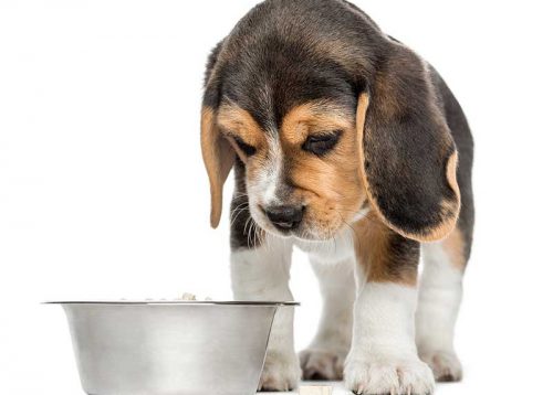 Chế độ ăn là nguyên nhân phổ biến khiến chó con khó đi ngoài