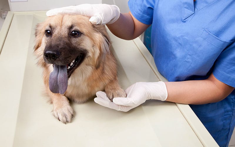 Nếu chó nhiễm bệnh cần ngay lập tức đem chó ra thú y để được chữa trị kịp thời