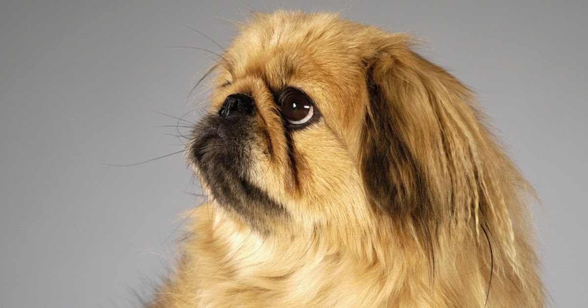 Chó Bắc Kinh lai Nhật là có bộ lông kép khá dài và rậm rạp