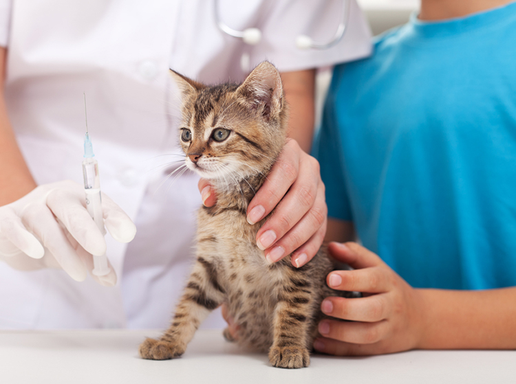 Mèo con nên được tiêm vắc-xin trong khoảng thời gian từ 6 đến 8 tuần tuổi