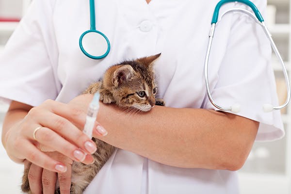 Cách chăm sóc mèo bị giảm bạch cầu - Lifepet