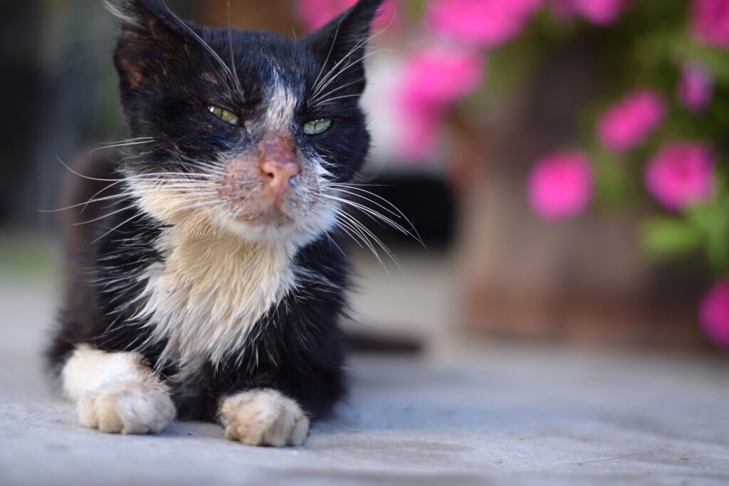 Bệnh giảm bạch cầu ở mèo và những điều cần biết - Lifepet