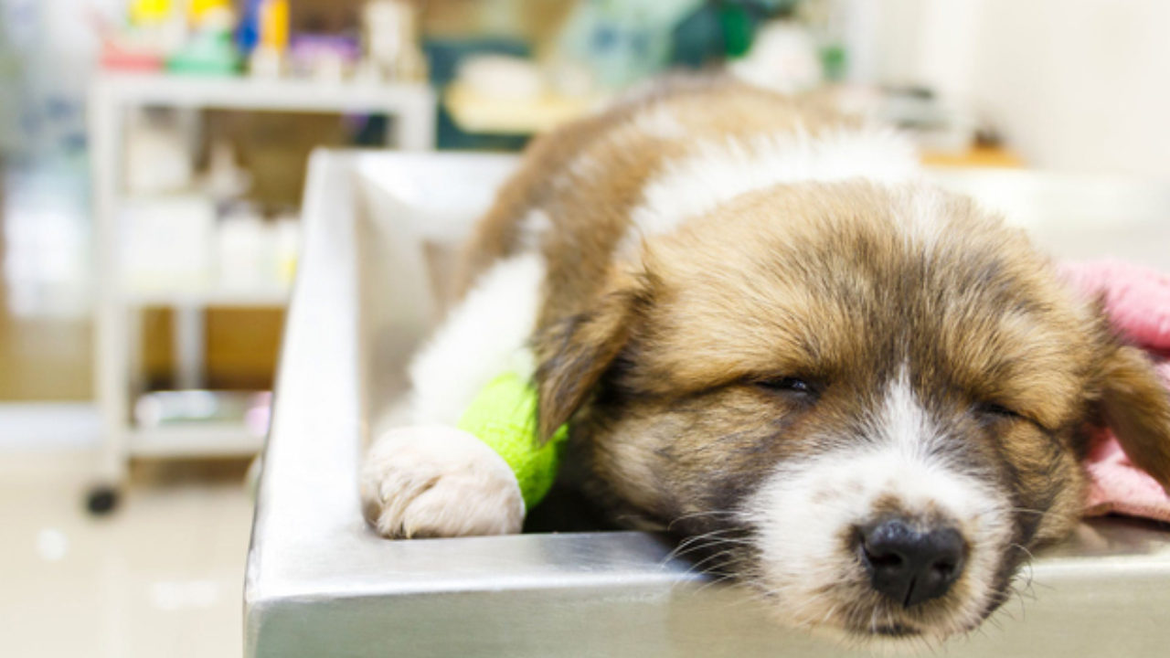 Vi khuẩn, virus rất nguy hiểm đối với hầu hết các loài chó, đặc biệt là chó con khi hệ miễn dịch còn quá yếu