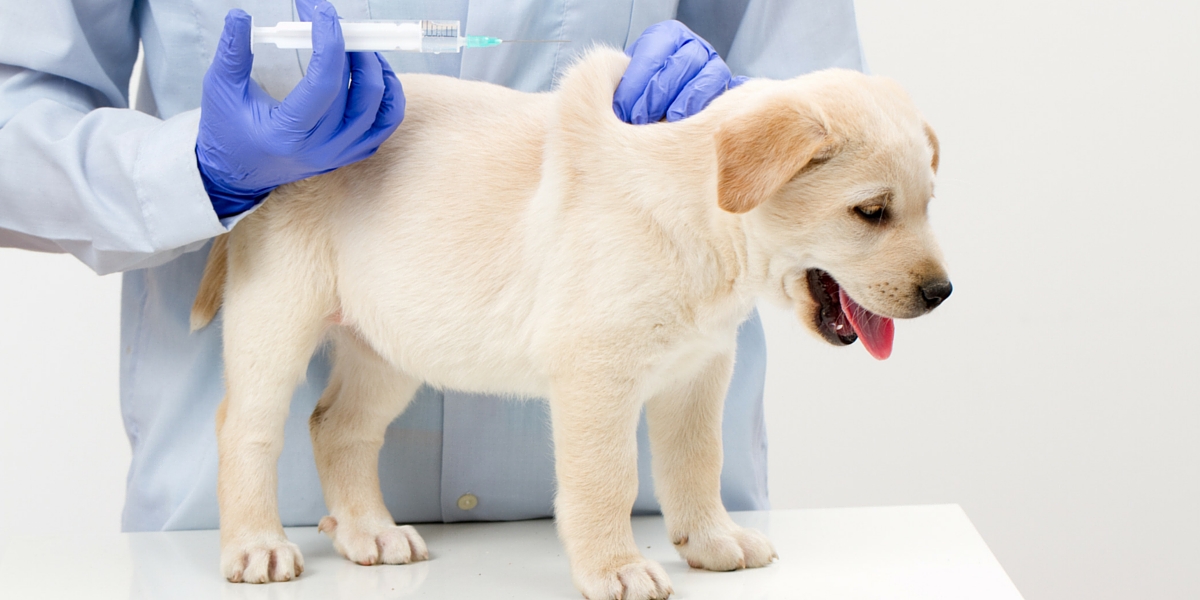 Hãy tiêm vaccine cho chó từ 6-8 tuần tuổi để phòng ngừa nhiễm bệnh Parvo