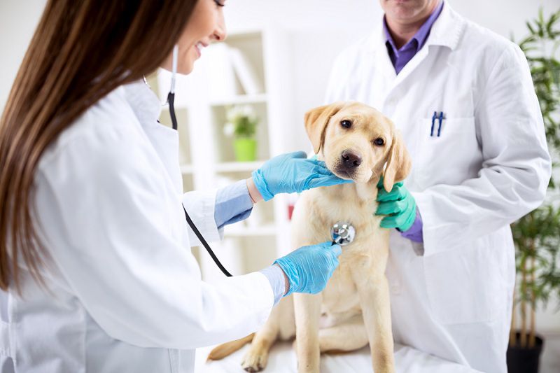 Bác sĩ đang điều trị cho chó bị Parvo nôn ra máu tại các cơ sở thú y