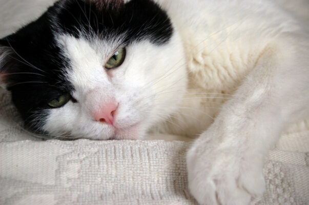 Nguyên nhân mèo bị giảm bạch cầu có thể là do sức đề kháng yếu