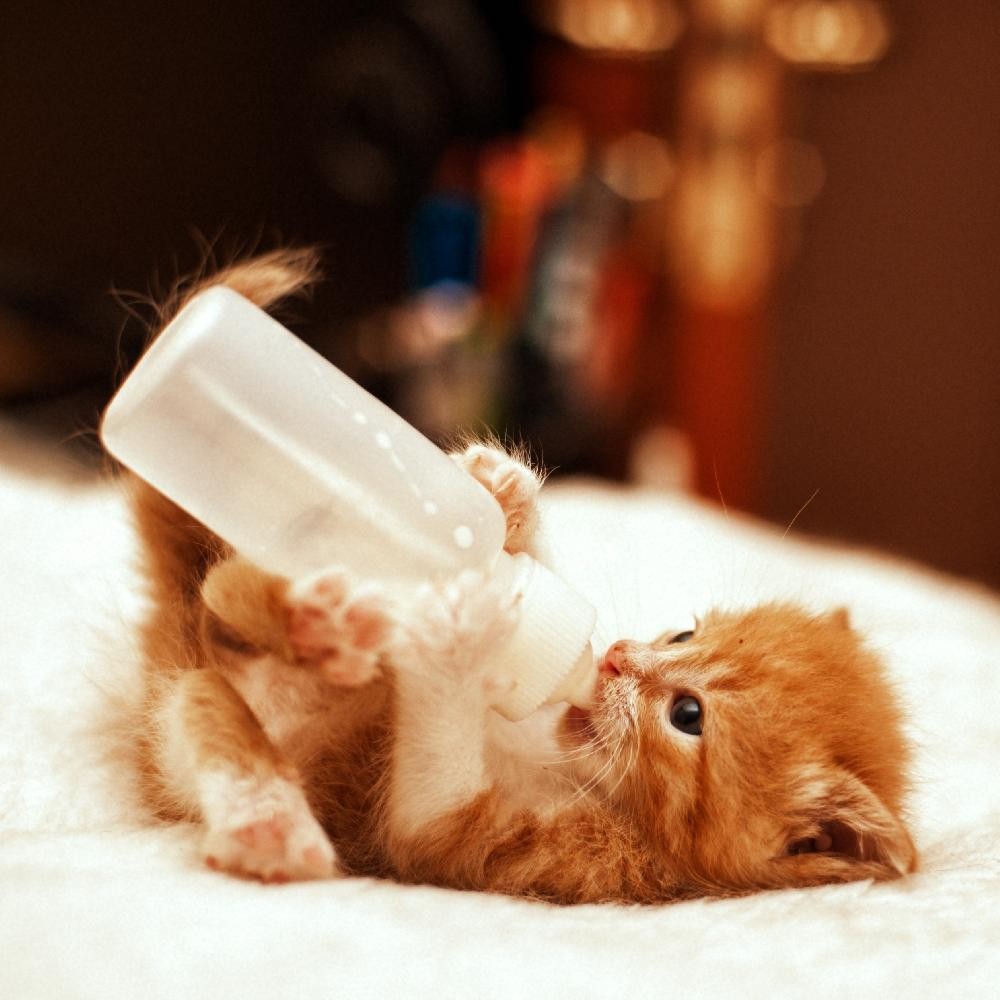 Hướng dẫn cách pha sữa cho mèo uống tránh bị tiêu chảy