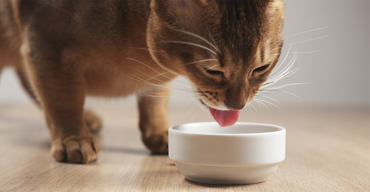 Chế độ ăn uống rất quan trọng để giúp mèo hồi phục khi bị tiêu chảy mất kiểm soát