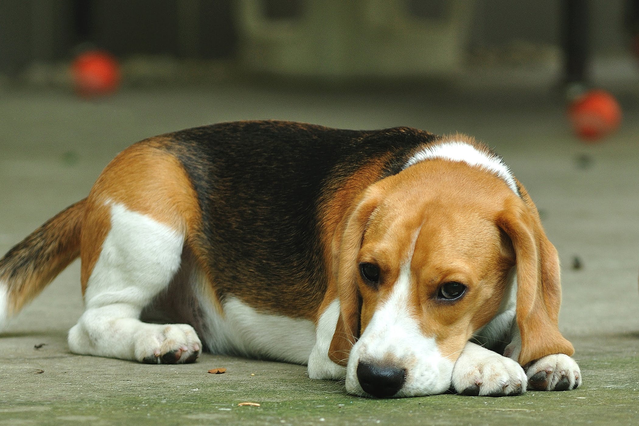 Nguyên nhân gây bệnh Parvo ở chó bạn không thể bỏ qua