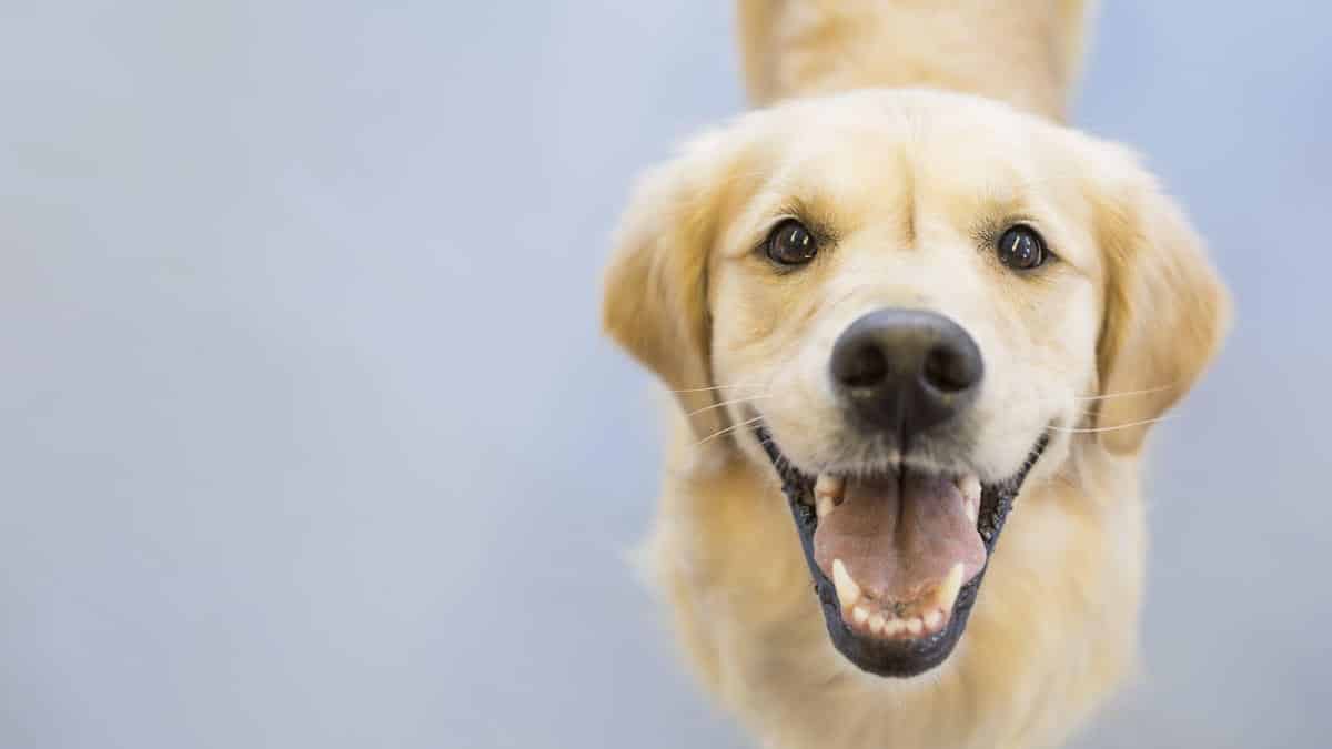 Khử trùng chuồng chó bị Parvo đảm bảo an toàn cho các chú chó khỏe mạnh
