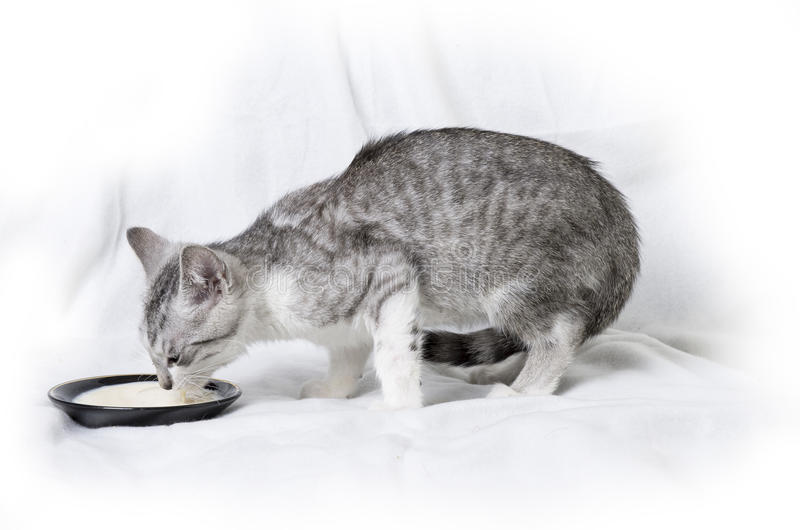 Lactose là nguyên nhân khiến mèo uống sữa bị tiêu chảy