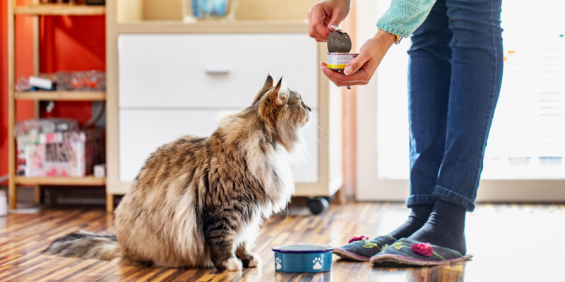 Cho mèo ăn thực phẩm dành riêng cho mèo có nguồn gốc rõ ràng