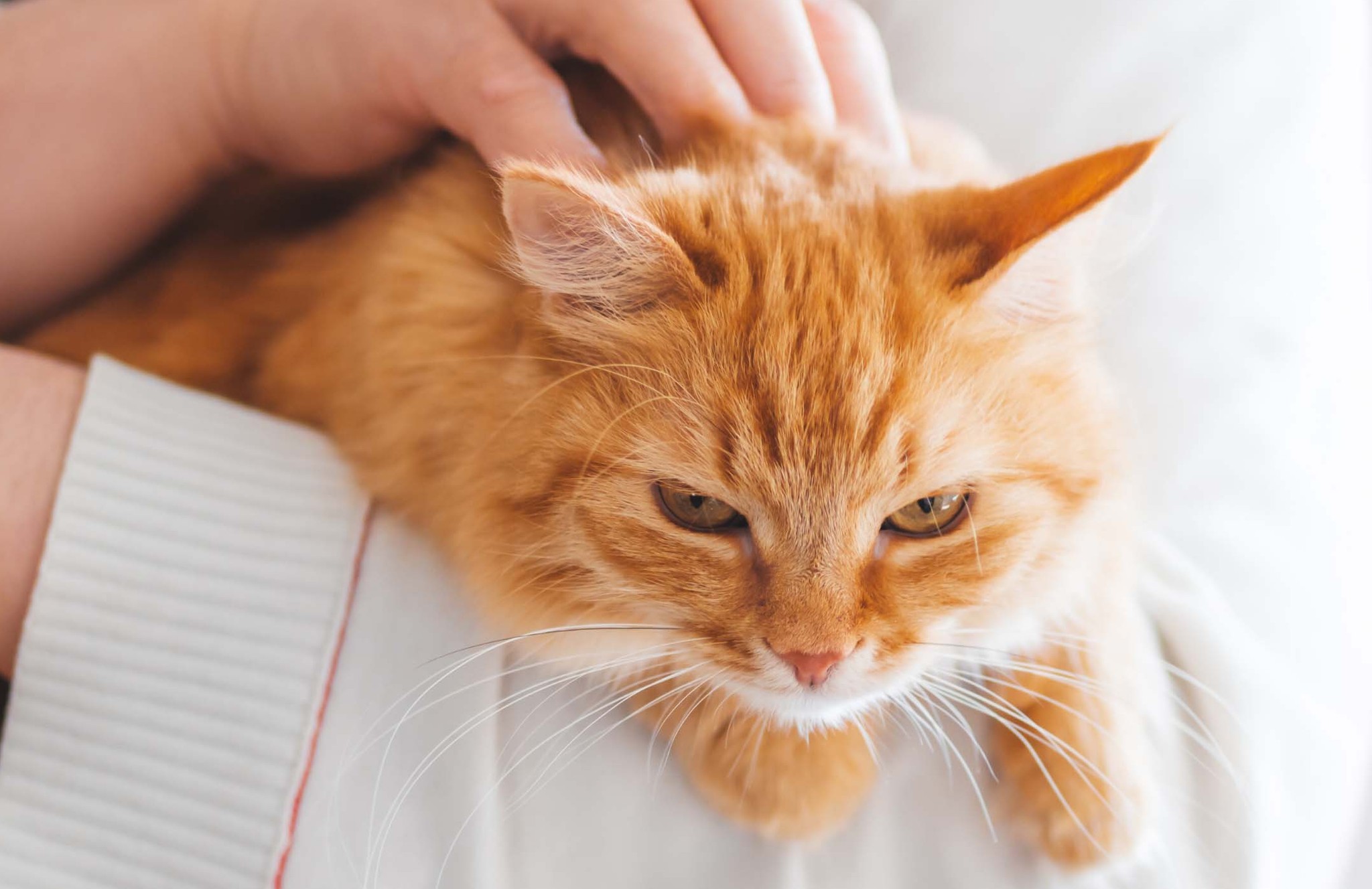 Tăng bạch cầu ở mèo có thể do căng thẳng kéo dài
