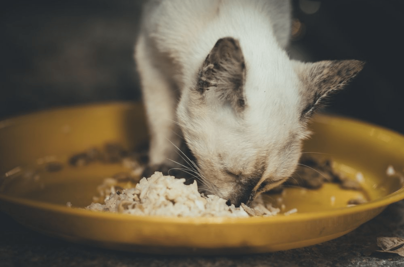 Những điều cần chú ý khi mèo ăn cơm bị tiêu chảy