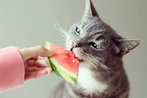Một chế độ ăn lành mạnh có thể giúp mèo hồi phục nhanh chóng 
