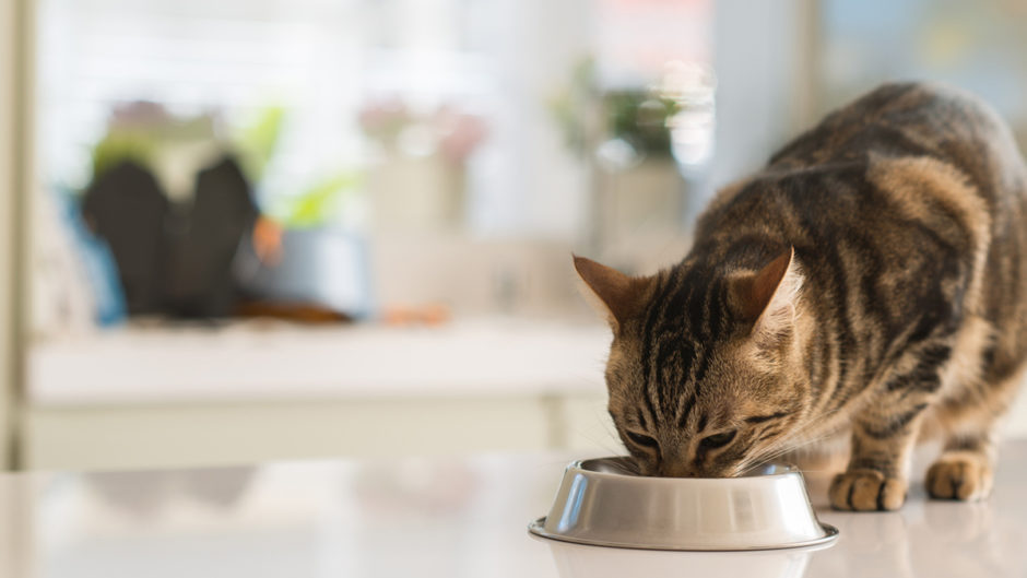 Việc thay đổi môi trường có thể khiến mèo bị căng thẳng, tiêu chảy và bỏ ăn